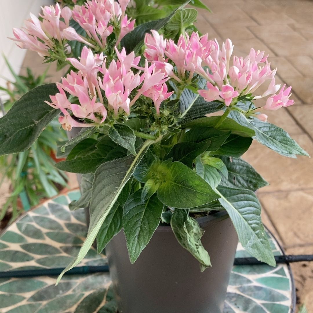 Photo of the plant species Egyptian Starcluster by @RulerPapaya64 named Penta on Greg, the plant care app