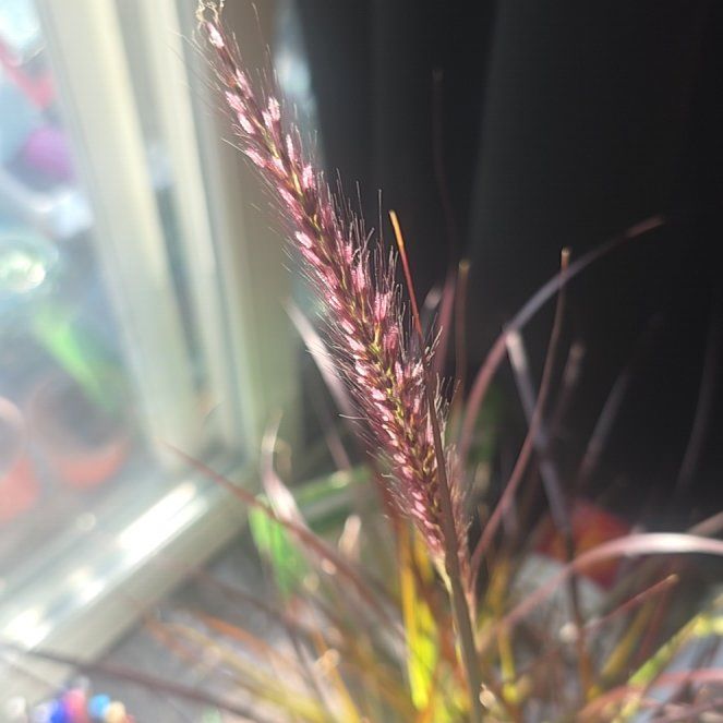 Photo of the plant species Crimson Fountaingrass by @TryCorn0 named Sigmund on Greg, the plant care app
