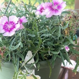 Photo of the plant species Chinese Pink by @GemMorombe71 named Elliot’s on Greg, the plant care app