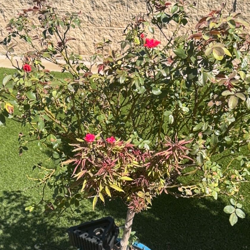 Photo of the plant species Alpine Rose by @WarmWychelm0 named Dolores on Greg, the plant care app