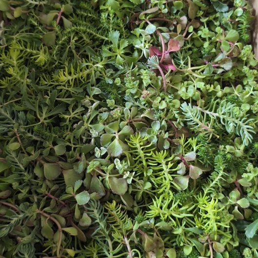 Photo of the plant species Woodland Stonecrop by @VastRye59 named Cleopatra on Greg, the plant care app