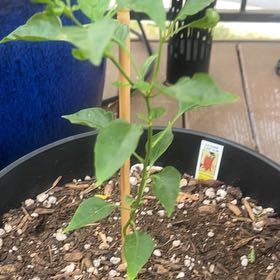 Photo of the plant species Cayenne Long Slim Pepper by @GnarlyRamsons named Athena on Greg, the plant care app