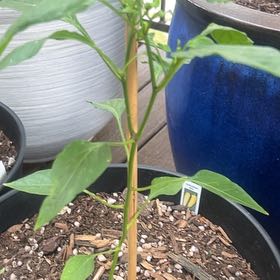 Photo of the plant species Hungarian Wax Pepper by @GnarlyRamsons named Duke on Greg, the plant care app