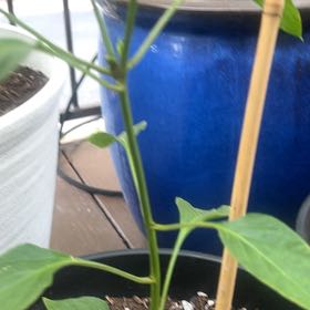 Photo of the plant species Hungarian Yellow Hot Wax Pepper by @GnarlyRamsons named Foxxy on Greg, the plant care app