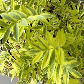 Photo of the plant species American Black Elderberry by @DapperBoneset80 named Zeus on Greg, the plant care app