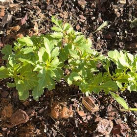 Photo of the plant species Dhalia Purple City Lights by @DapperBoneset80 named Cleopatra on Greg, the plant care app