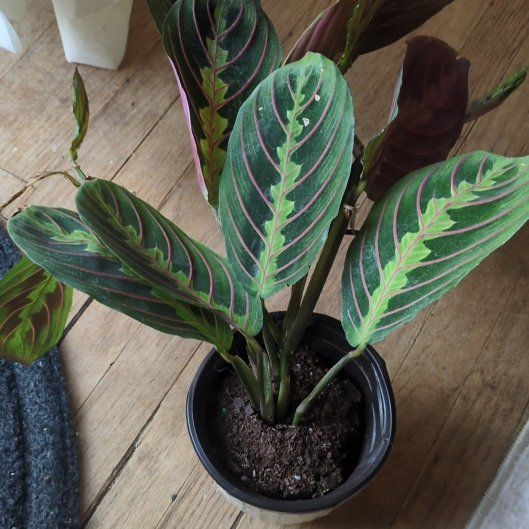 Photo of the plant species Red prayer plant by @HardyKawaka38 named Leonardo on Greg, the plant care app