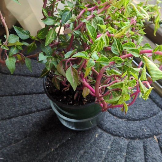 Photo of the plant species Chicken Gizzard by @HardyKawaka38 named Keanu Leaves on Greg, the plant care app