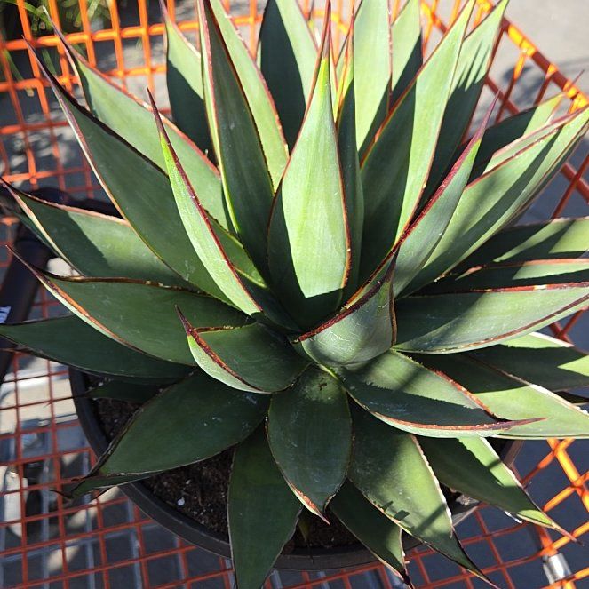 Photo of the plant species Agave Blue Glow by @MindfulLime12 named Winston on Greg, the plant care app