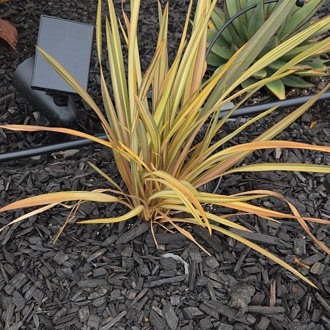 Photo of the plant species New Zealand Flax by @MindfulLime12 named Fluffy on Greg, the plant care app