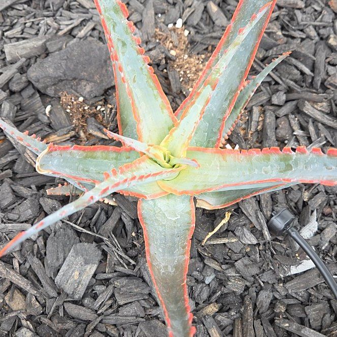 Photo of the plant species Starfish Aloe by @MindfulLime12 named Patrick on Greg, the plant care app