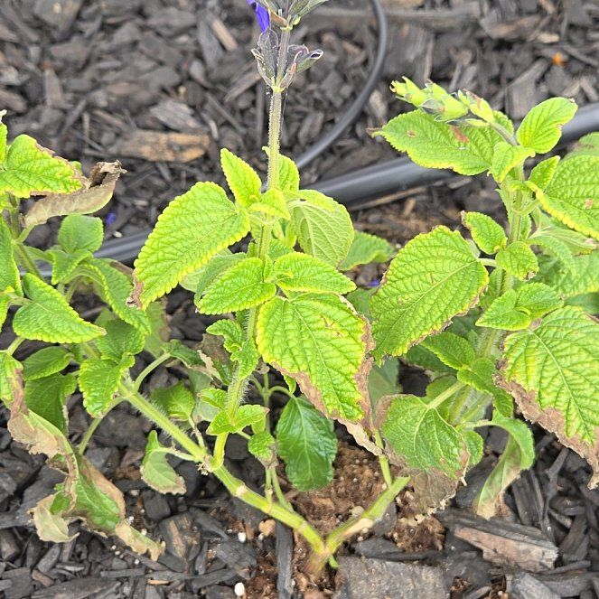 Photo of the plant species Anise-Scented Sage by @MindfulLime12 named Bluey on Greg, the plant care app