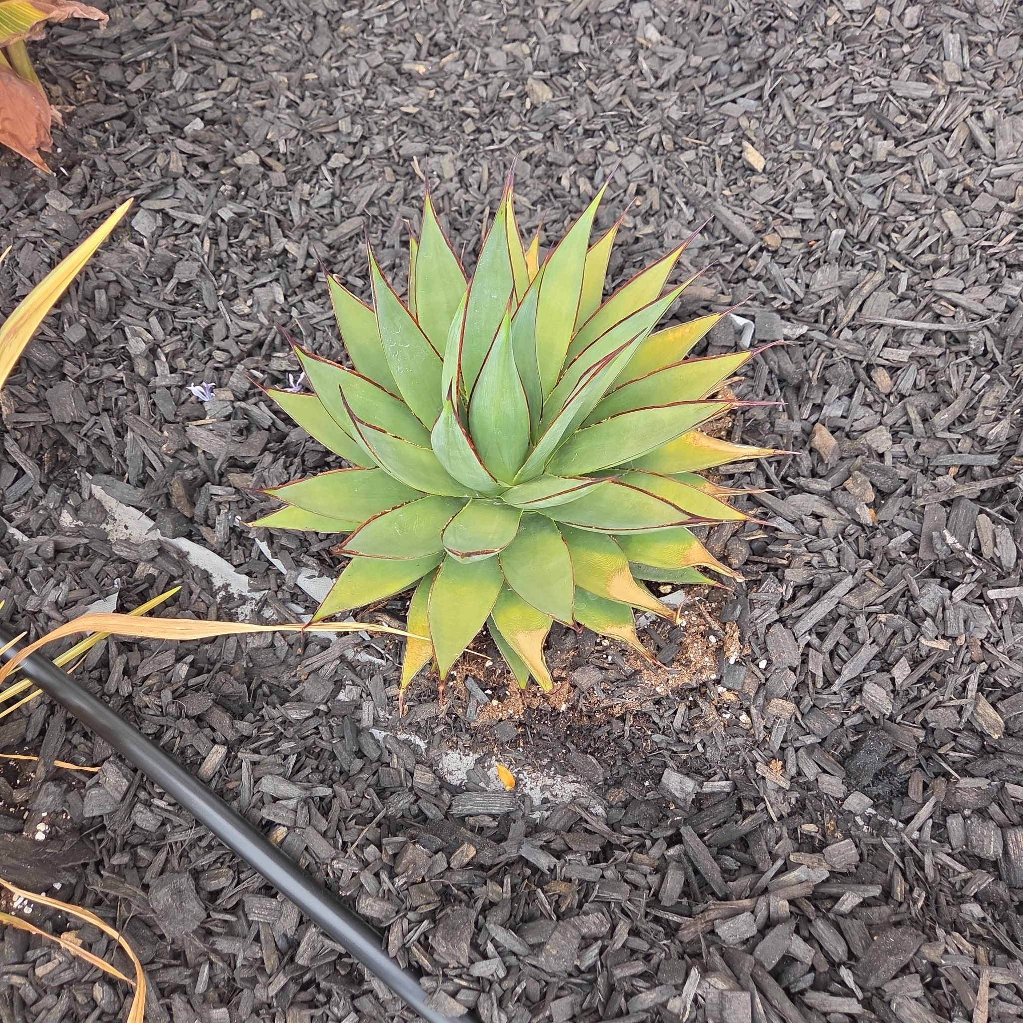 Photo of the plant species Agave Blue Glow by @MindfulLime12 named Jeffery on Greg, the plant care app