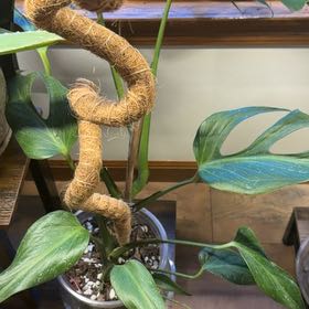 Photo of the plant species Monstera Burle Marx Flame by @JollyPuriri60 named Fernie Saunders on Greg, the plant care app