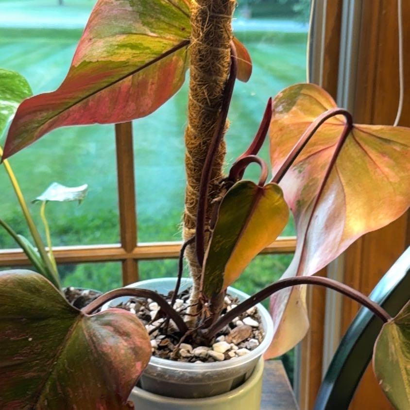 Photo of the plant species Strawberry Shake Philodendron by @JollyPuriri60 named Cleopatra on Greg, the plant care app