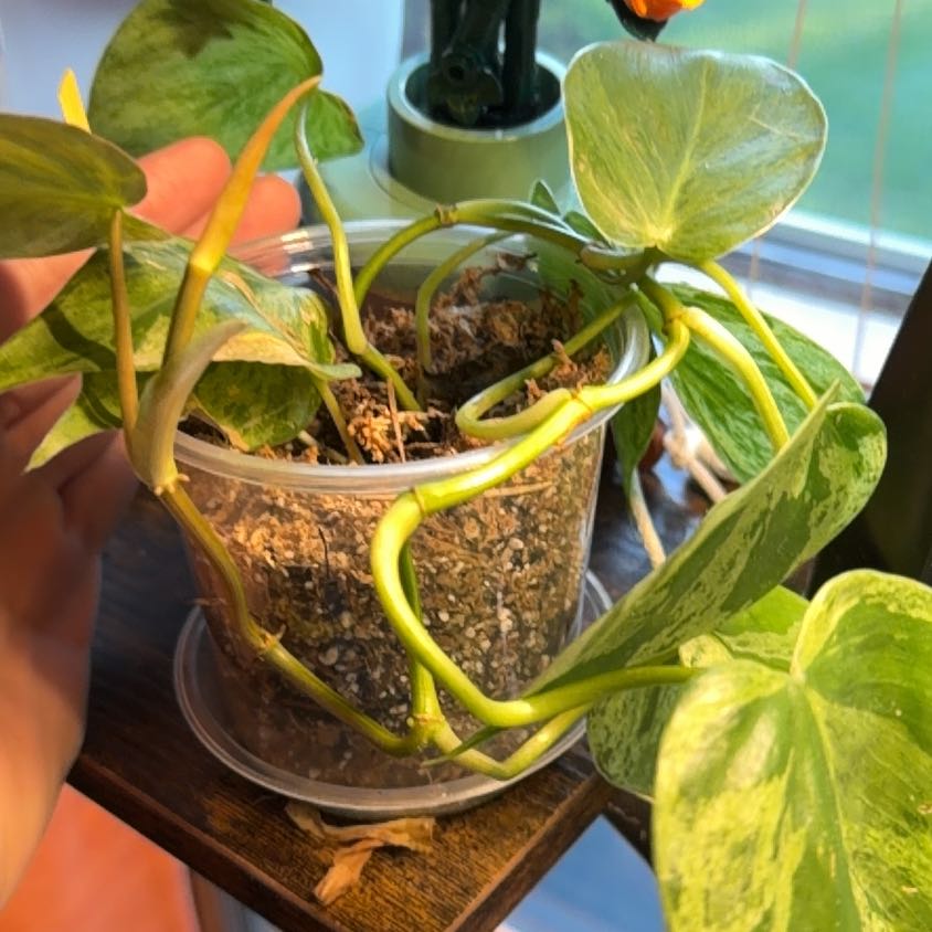 Photo of the plant species Variegated Heartleaf Philodendron by @JollyPuriri60 named Miley on Greg, the plant care app
