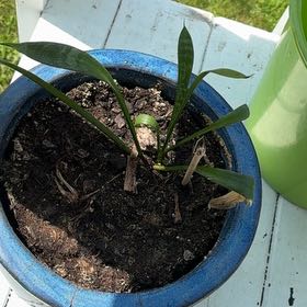 Photo of the plant species Jaboa Sansevieria by @HotshotGalega named Mandla on Greg, the plant care app