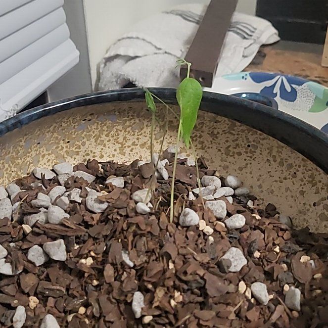Photo of the plant species Gray Pigeon Pea by @JoysomeMum94 named Sol on Greg, the plant care app