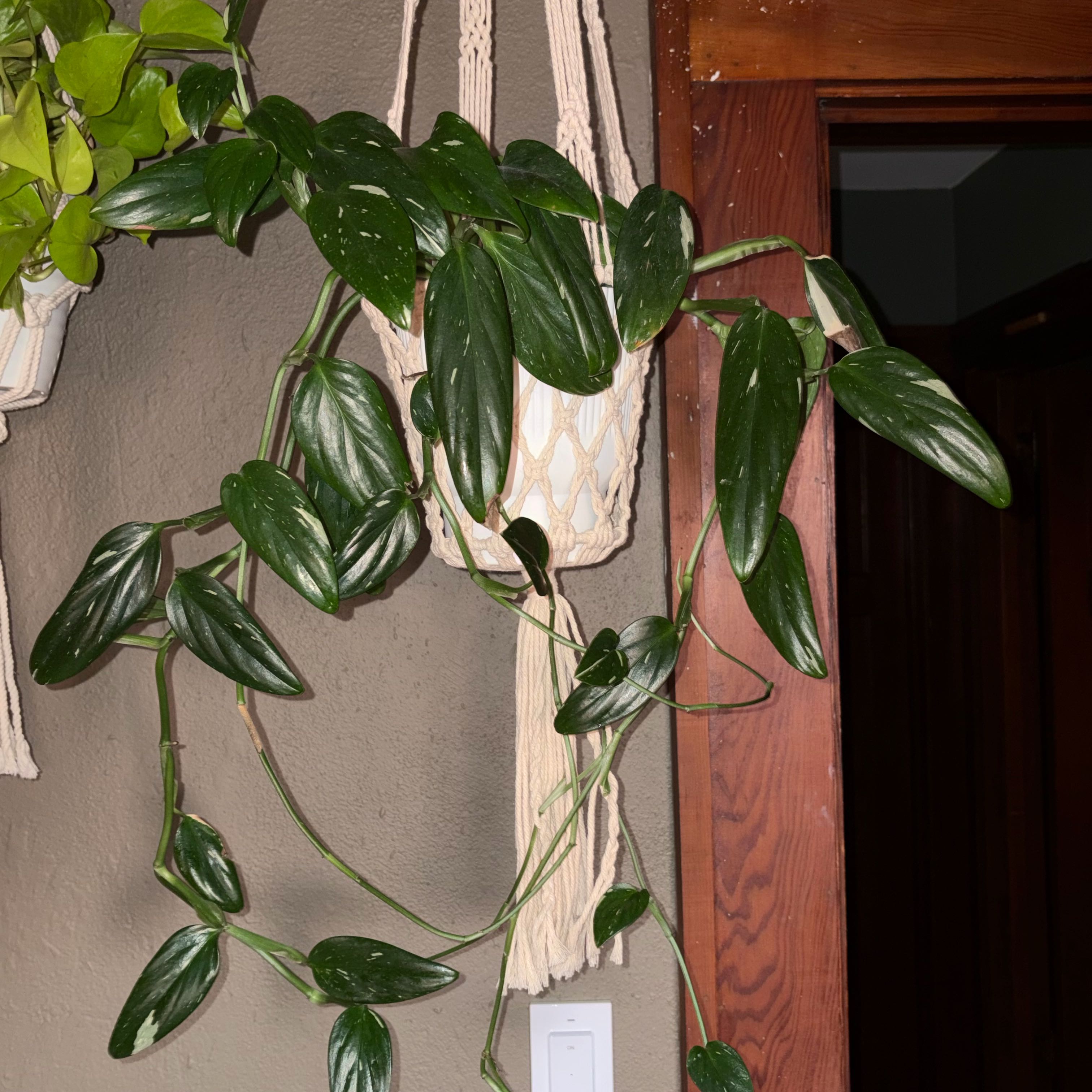 Photo of the plant species monstera standleyana by @UberBonsai57 named Orlando Bloom on Greg, the plant care app