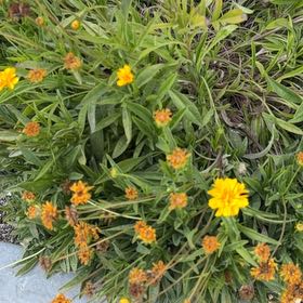Photo of the plant species Treasureflower by @SeamlessGray23 named Tupot amaroot on Greg, the plant care app