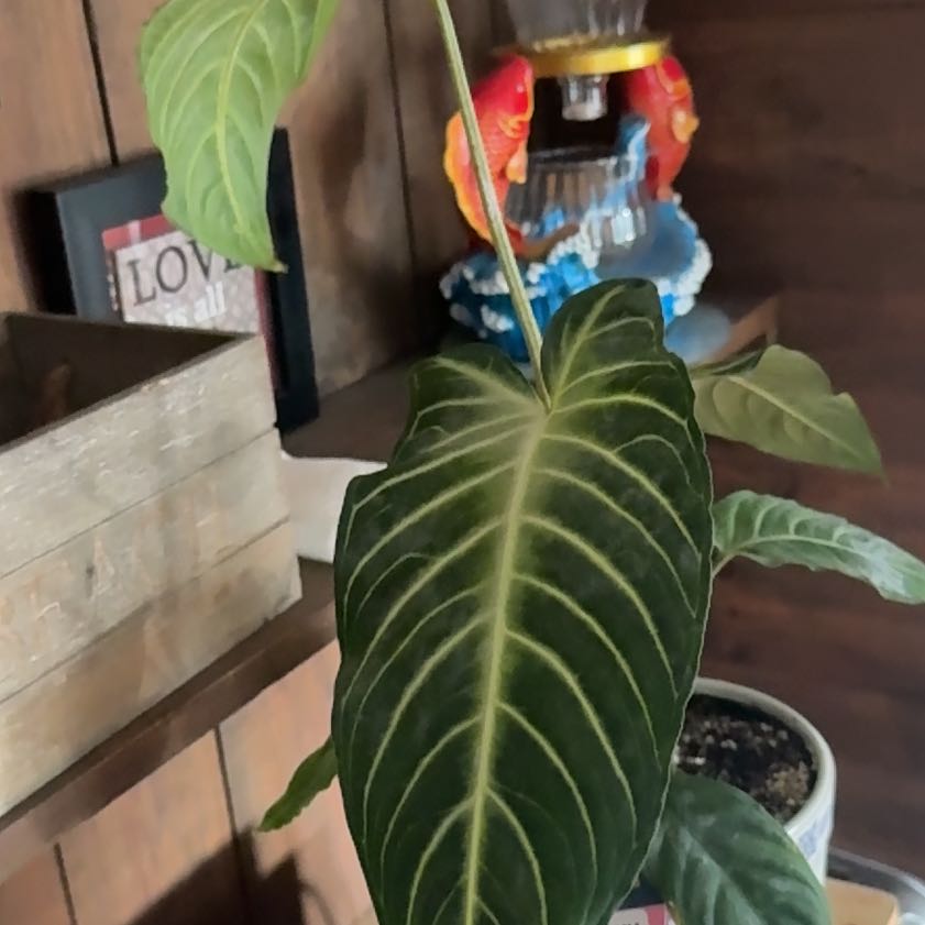Photo of the plant species Xanthosoma Angel wings by @PrimoNeem77 named Terra on Greg, the plant care app