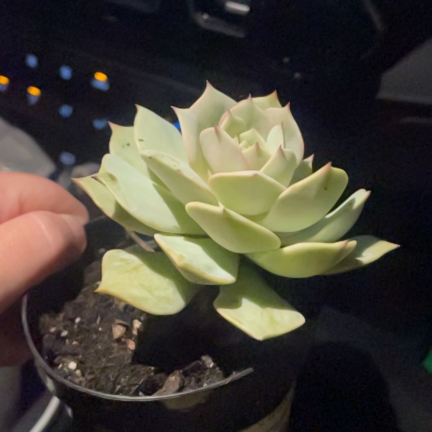 Photo of the plant species Angel Kissed by @HotLovage58 named Castiel on Greg, the plant care app