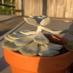 Photo of the plant species Fairy Wash Echeveria by @HotLovage58 named Amalthea on Greg, the plant care app