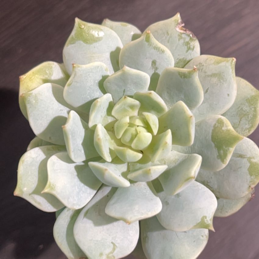 Photo of the plant species Echeveria 'Seraphina' by @CivilRimu81 named Green Hype on Greg, the plant care app
