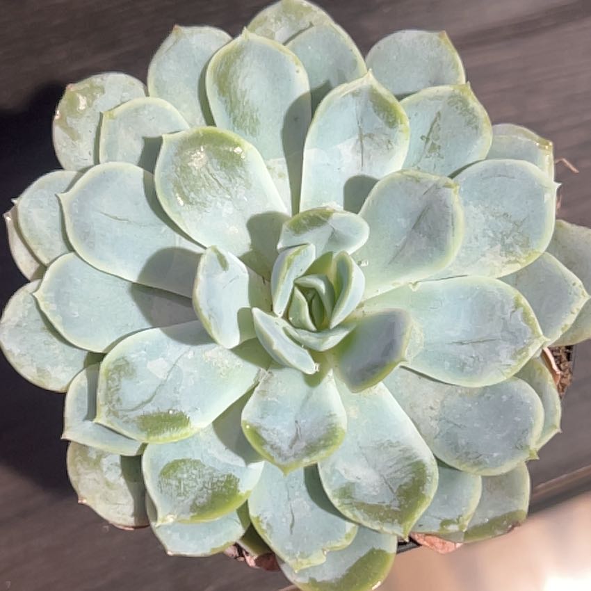 Photo of the plant species Echeveria by @CivilRimu81 named Minty Glaze on Greg, the plant care app