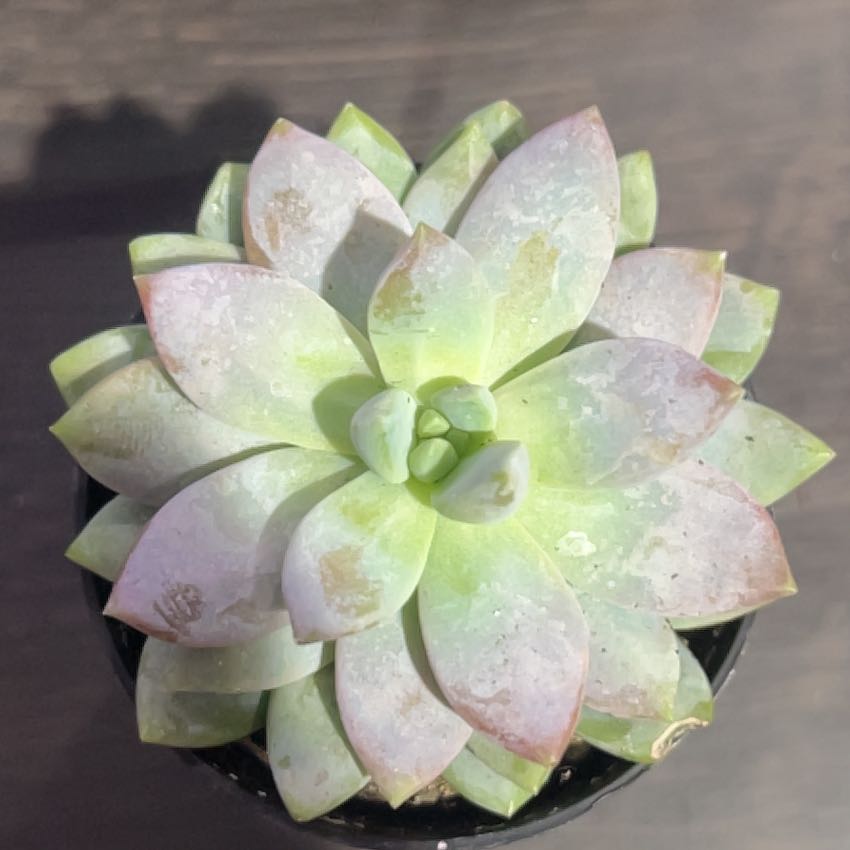 Photo of the plant species Sedeveria 'Lilac Mist' by @CivilRimu81 named Purple Haze on Greg, the plant care app