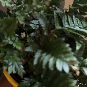 Photo of the plant species Leatherleaf Fern by @PureBluegiant70 named Prince on Greg, the plant care app