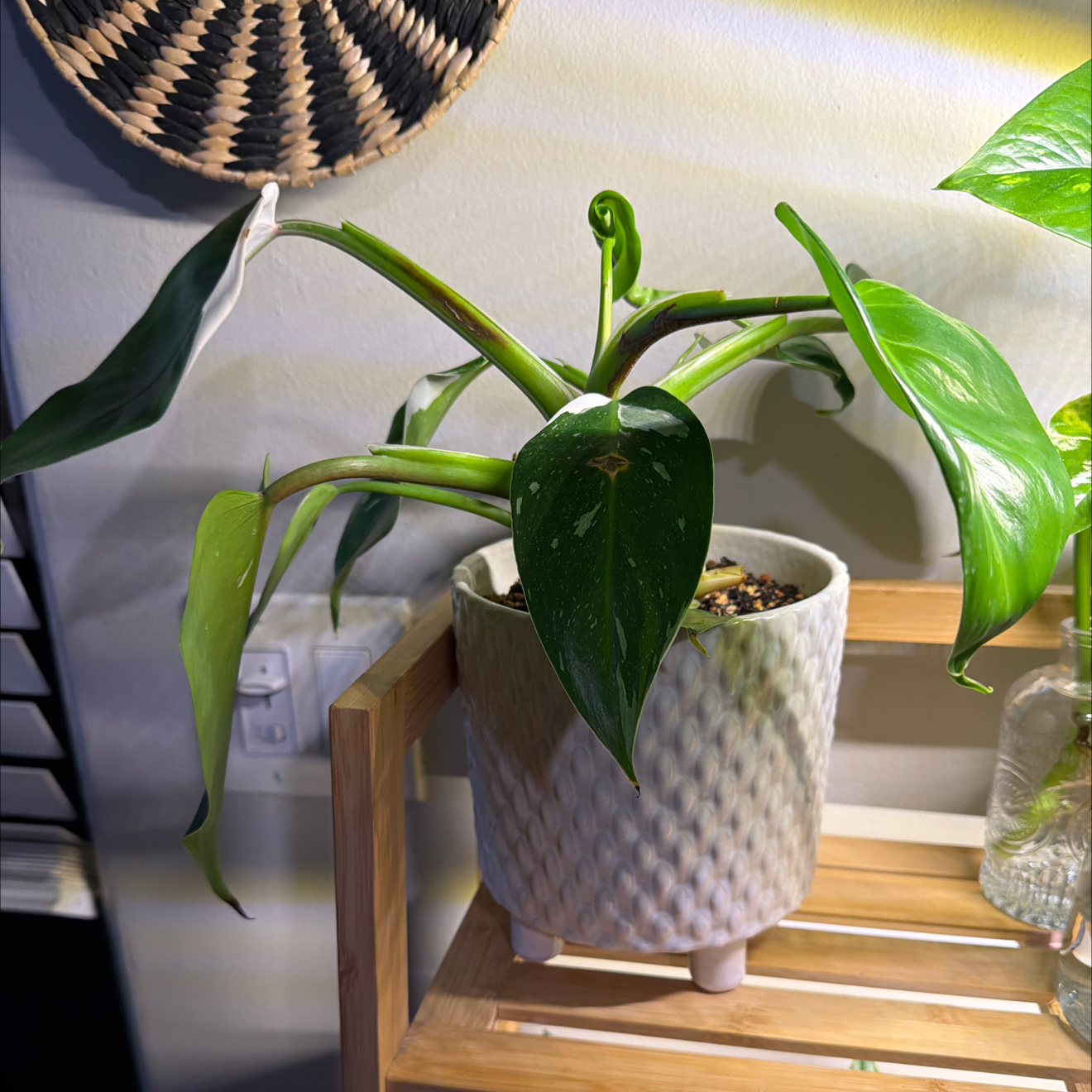 Photo of the plant species philodendron white princess by @PureBluegiant70 named Navajo on Greg, the plant care app