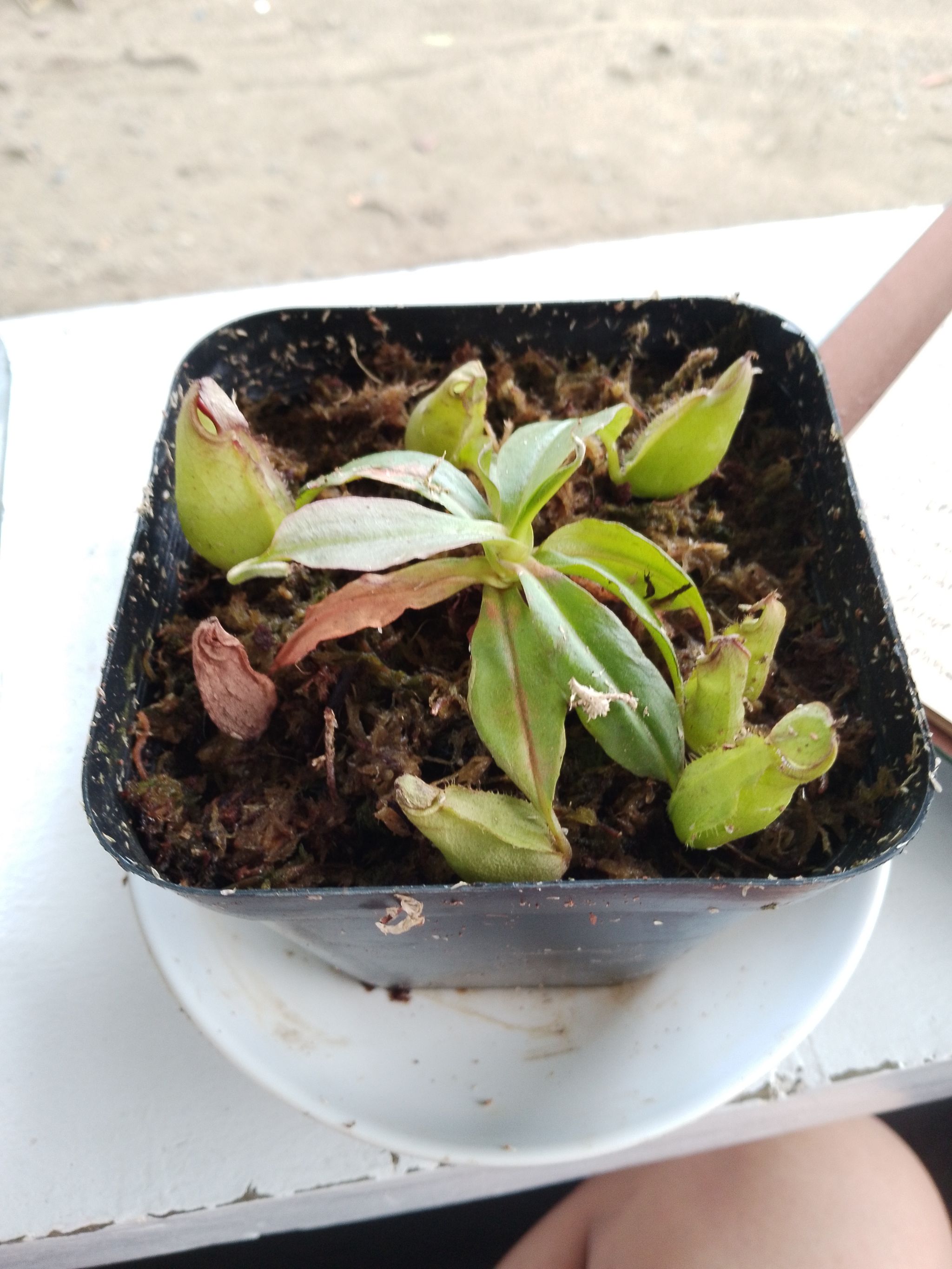 Photo from the post