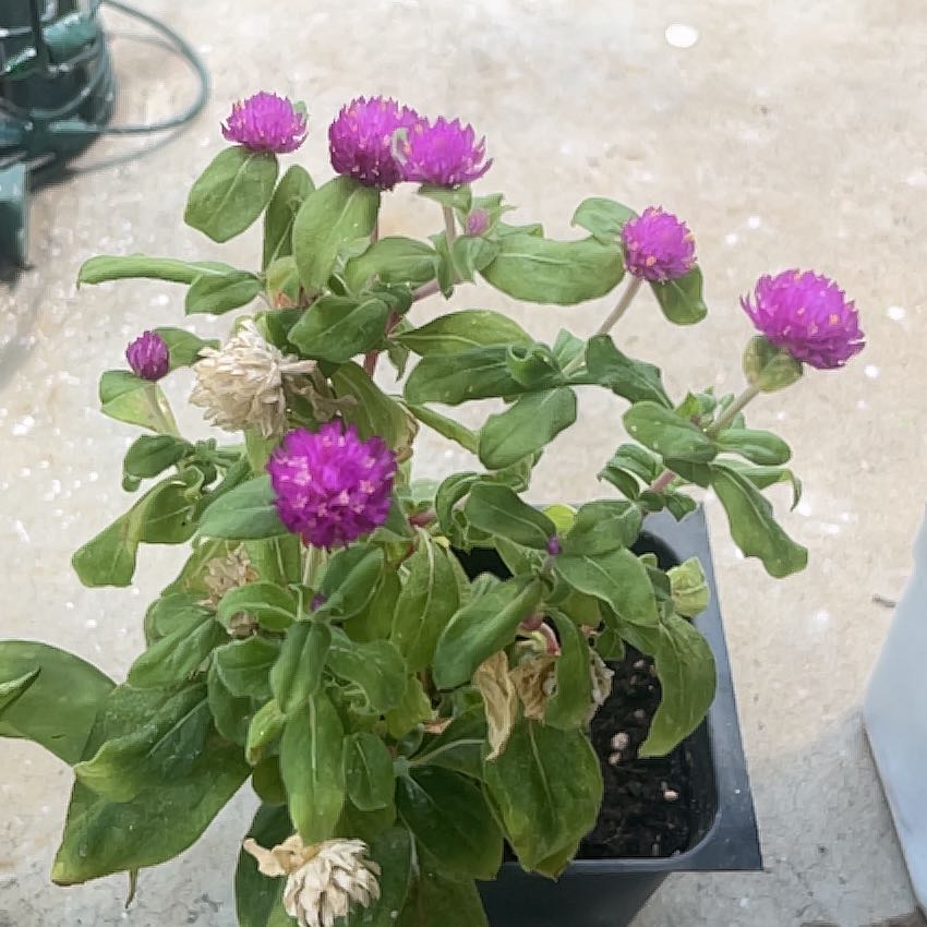 Photo of the plant species Globe Amaranth by @FoxyTupeia8 named Zion on Greg, the plant care app