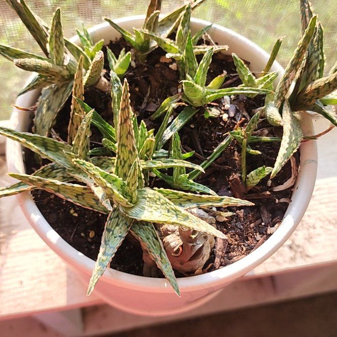Photo of the plant species Pink Blush Aloe by @RightlyBarley9 named Daphne on Greg, the plant care app