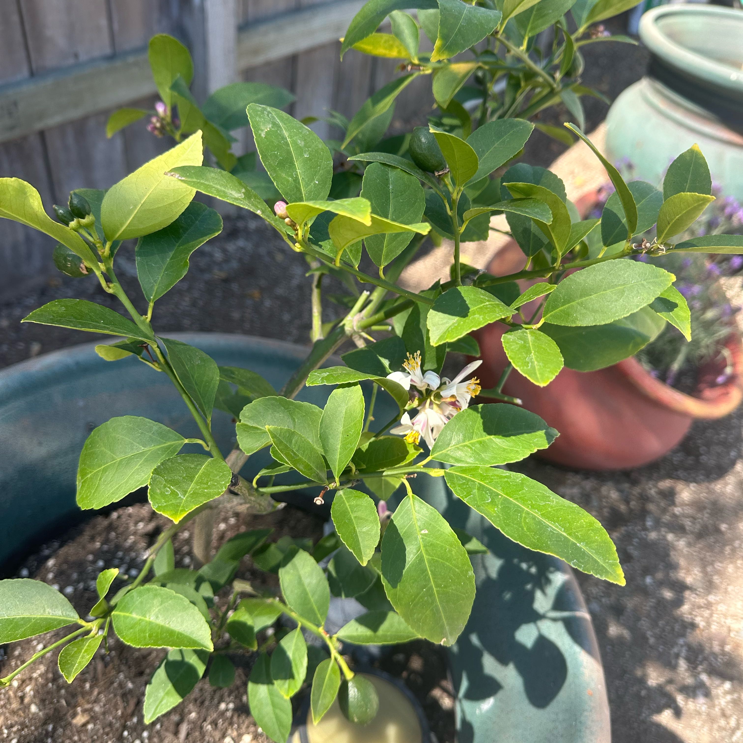 Photo of the plant species Dwarf Improved Meyer Lemon Tree by @ZestySweetsop57 named Morgan Treeman on Greg, the plant care app