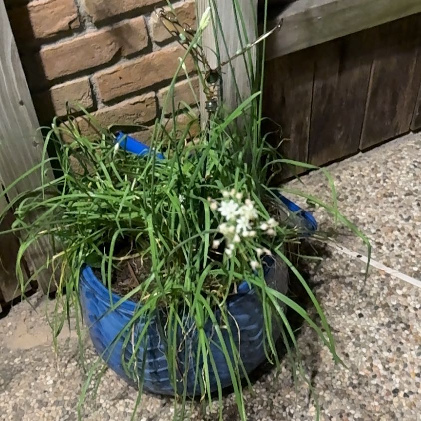 Photo of the plant species Chinese Chives by @LucentSweetleaf named Coco on Greg, the plant care app
