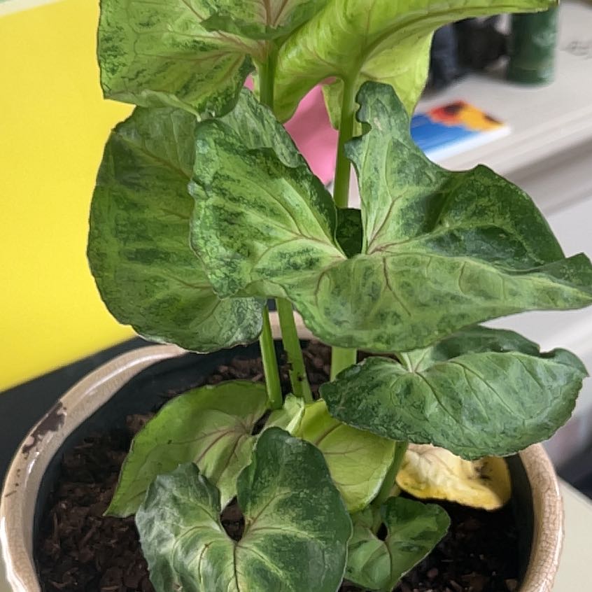 Photo of the plant species Garden Lettuce by @TangibleQuenepa named Daphne on Greg, the plant care app