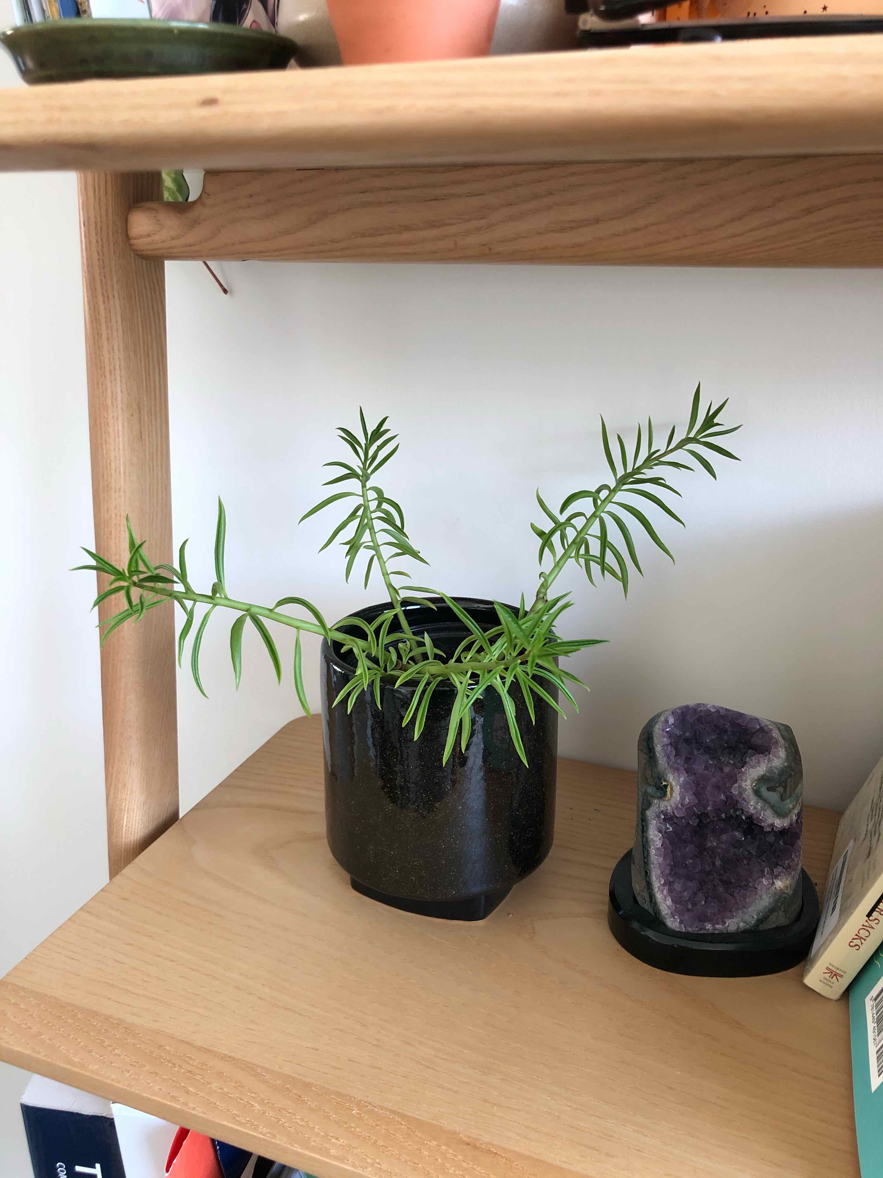 Pincushion Peperomia plant in a black pot on a wooden shelf, appears healthy.