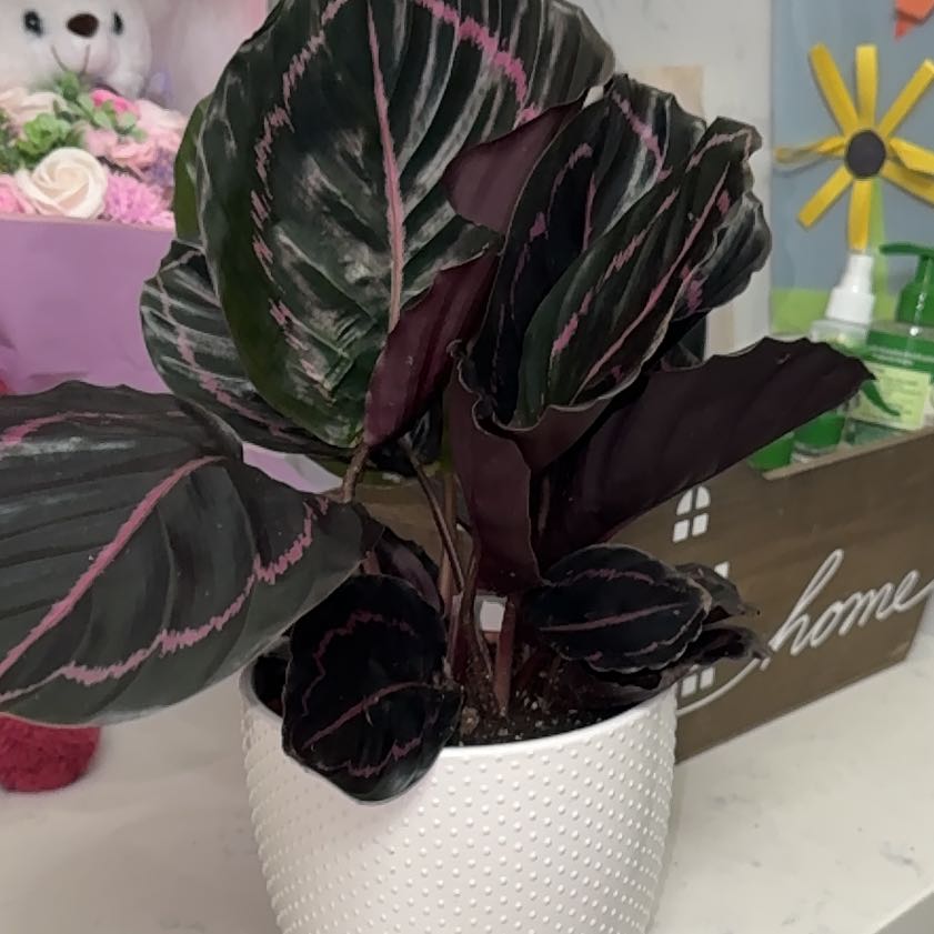 Photo of the plant species Calathea Dottie by @Cloverpixxie named Dolores on Greg, the plant care app