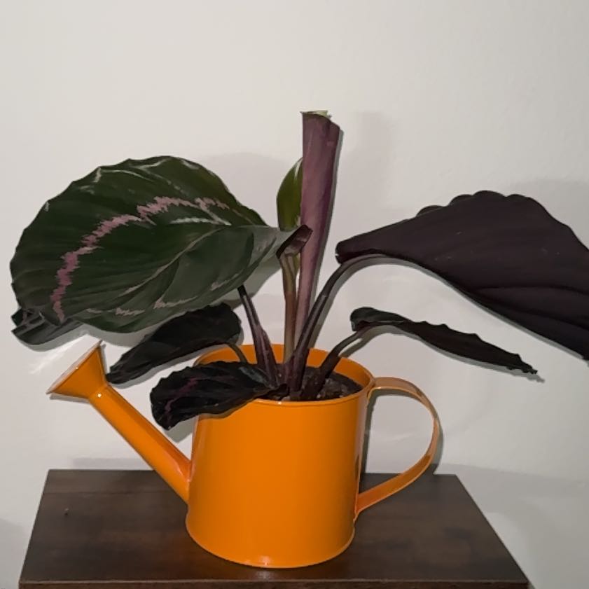 Photo of the plant species Calathea Dottie by @Cloverpixxie named Bebé Dolores on Greg, the plant care app