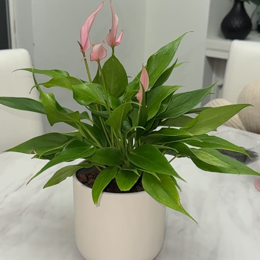 Photo of the plant species Anthurium by @Cloverpixxie named Keanu Leaves on Greg, the plant care app