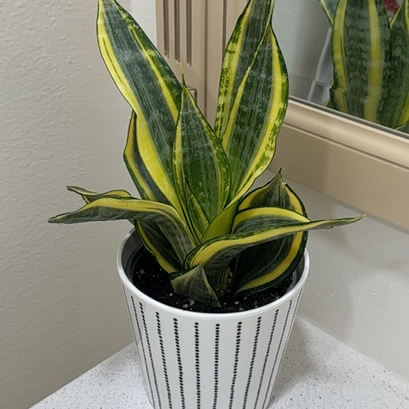 Photo of the plant species Golden Hahnii Snake Plant by @Cloverpixxie named Nipsey on Greg, the plant care app