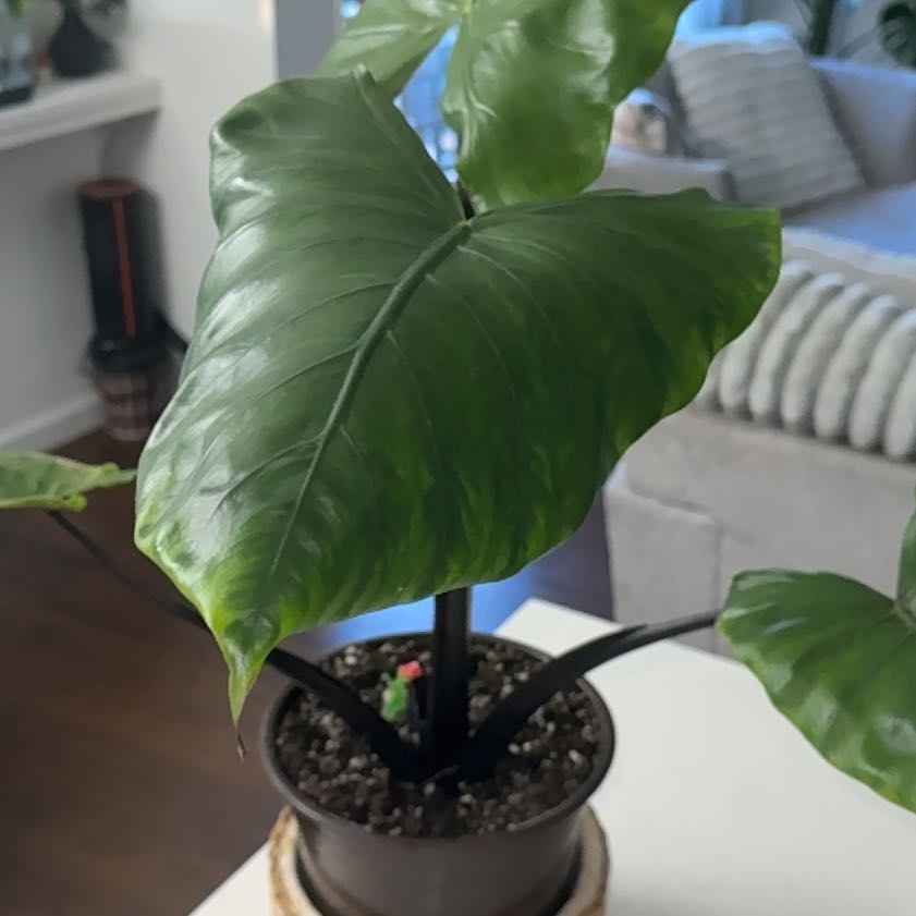 Photo of the plant species Black Macrorrhiza by @Cloverpixxie named Vader on Greg, the plant care app