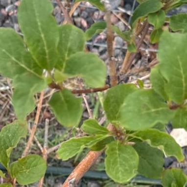 Photo of the plant species Alpine Honeysuckle by @CredibleGuayule named da Vinci on Greg, the plant care app