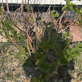 Photo of the plant species Black Elderberry by @CredibleGuayule named Hamilton on Greg, the plant care app