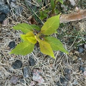 Photo of the plant species Horse-Apple by @CredibleGuayule named Gregarious on Greg, the plant care app