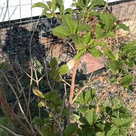 Photo of the plant species Asian Bittersweet by @CredibleGuayule named Coco on Greg, the plant care app