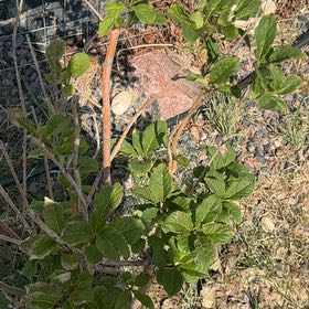 Photo of the plant species Clethra Alnifolia by @CredibleGuayule named Lola on Greg, the plant care app