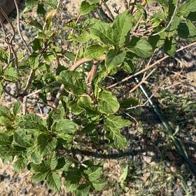 Photo of the plant species Alpine Honeysuckle by @CredibleGuayule named Kesha on Greg, the plant care app